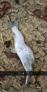 Sea Trout
