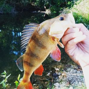 European Perch