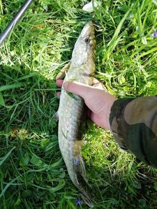 Northern Pike