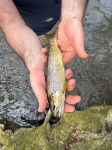 Brown Trout