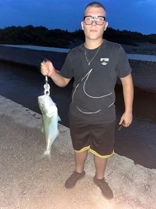 Bluefish