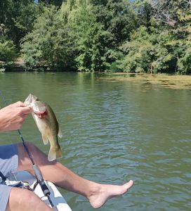 Largemouth Bass