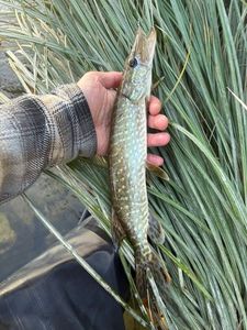 Northern Pike
