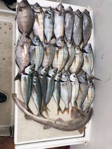 Black Seabream