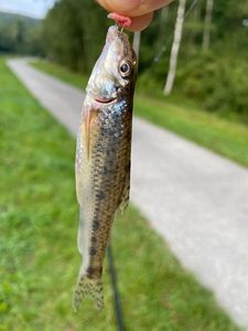 Gudgeon