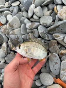 Annular Seabream