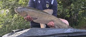 Grass Carp