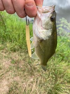 Smallmouth Bass