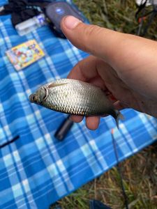 Roach