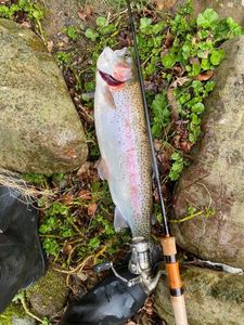 Rainbow Trout