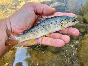 Brown Trout