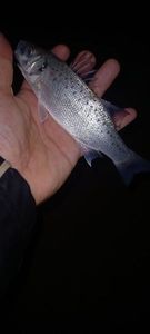 Spotted Seabass