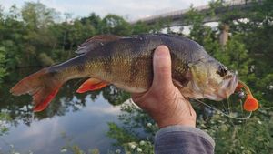 European Perch