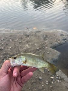 Largemouth Bass