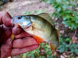 European Perch