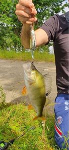 European Perch