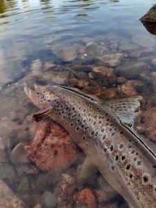 Brown Trout