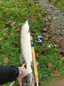 Northern Pike