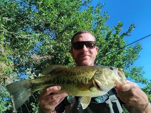 Largemouth Bass