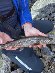 Lake Trout