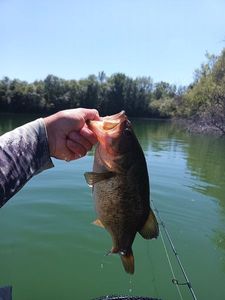 Largemouth Bass