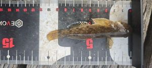Round Goby