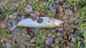 Brown Trout