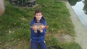Common Carp
