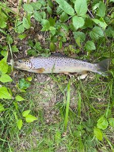 Brown Trout
