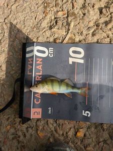 Yellow Perch