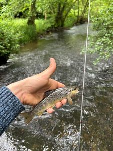 Brown Trout