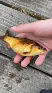 Crucian Carp