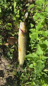 Brown Trout