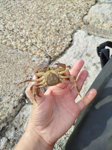Common Shore Crab (Green Crab)