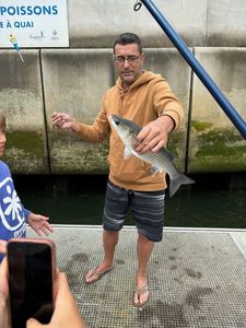 Thicklip Grey Mullet