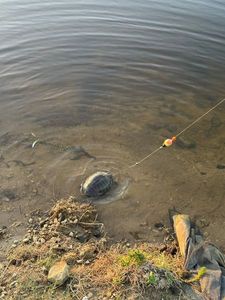 Red-Eared Slider
