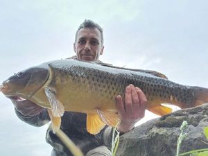 Common Carp