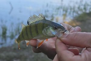 European Perch