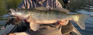 Zander