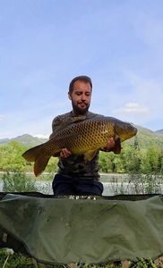 Common Carp