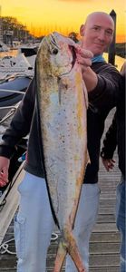 Dolphinfish