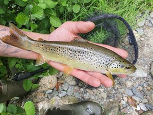Brown Trout