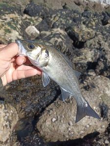 European Bass (Seabass)