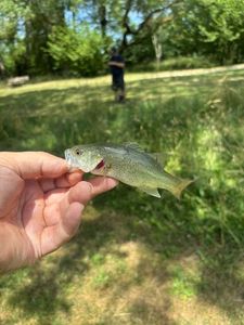 Smallmouth Bass