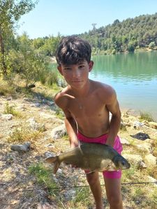 Common Bream