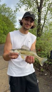 Walleye