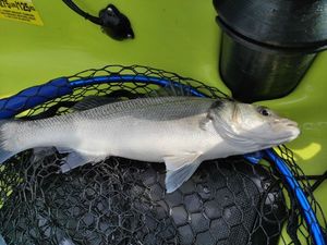 European Bass (Seabass)