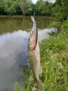 Largemouth Bass