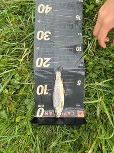 Brown Trout