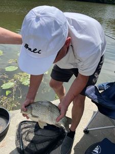 Crucian Carp